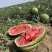 【宁夏】硒砂瓜🍉大量有货，质量三包，价格美丽，口感好