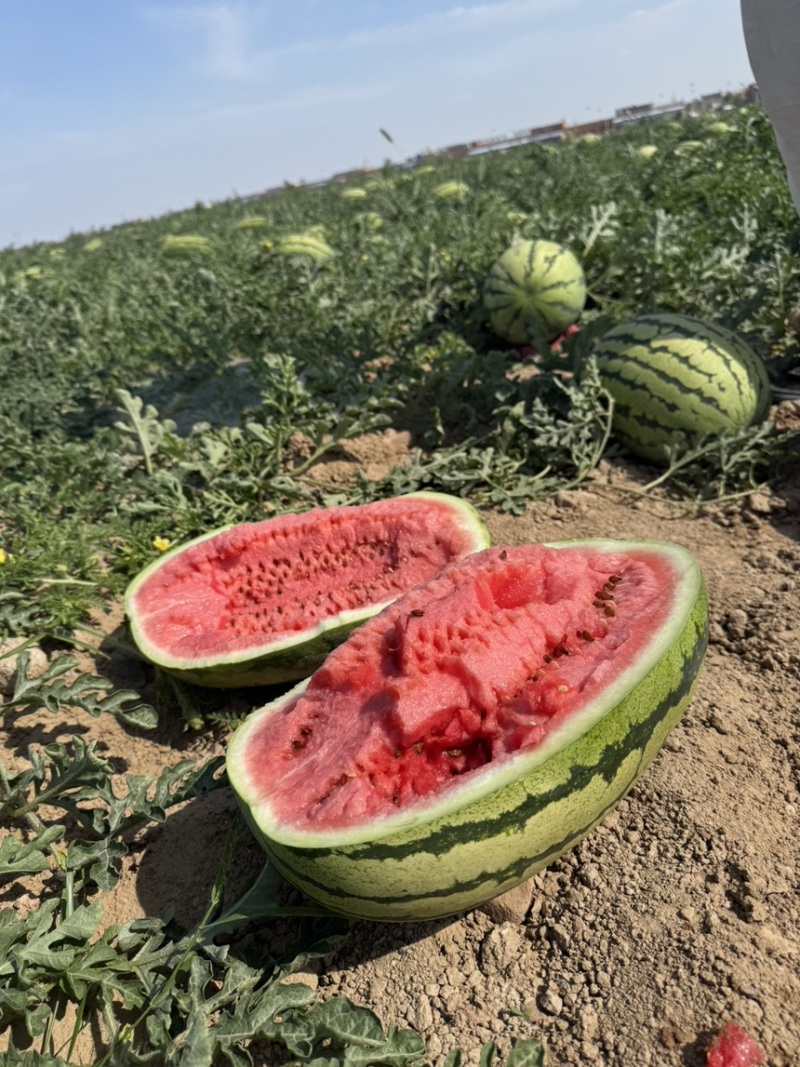 【宁夏】硒砂瓜🍉大量有货，质量三包，价格美丽，口感好