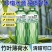 【新品上市】竹叶薄荷水305ml整箱无糖原液整箱批苏打天然水
