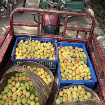 李子大量批发