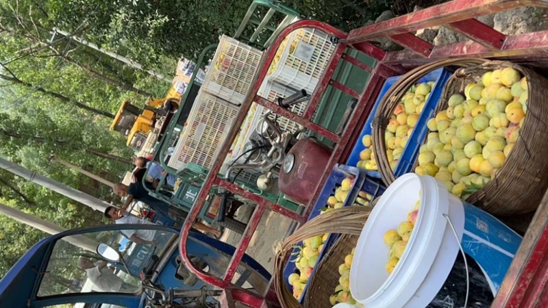 李子大量批发