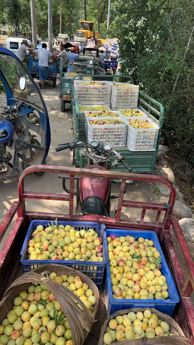 李子大量批发