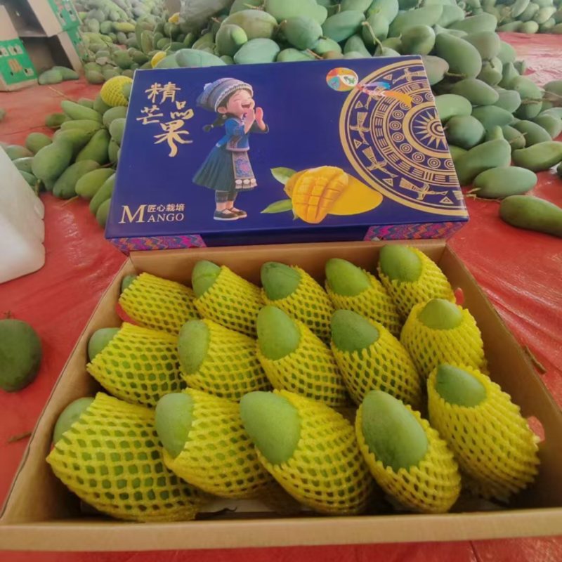 百色芒果，果园直发，一级大青金煌芒果，欢迎下单！
