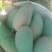 百色芒果，果园直发，一级大青金煌芒果，欢迎下单！