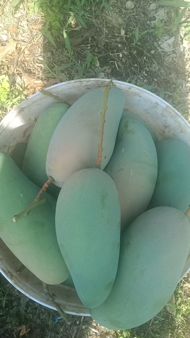 百色芒果，果园直发，一级大青金煌芒果，欢迎下单！