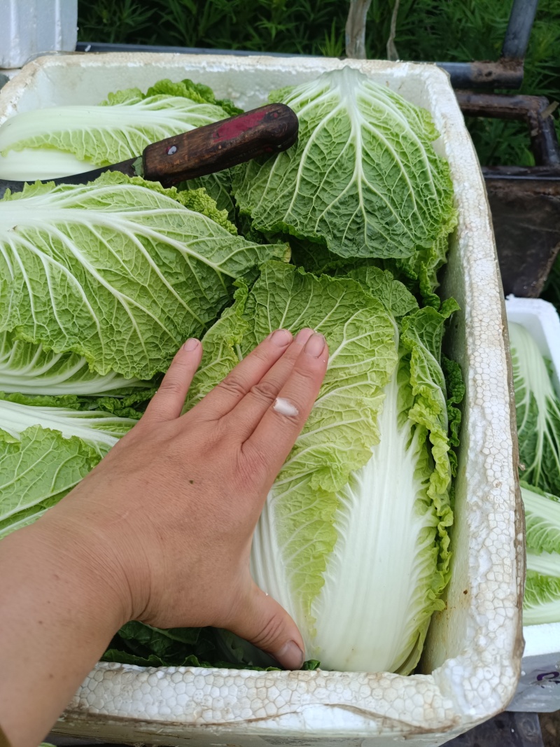 太白大白菜