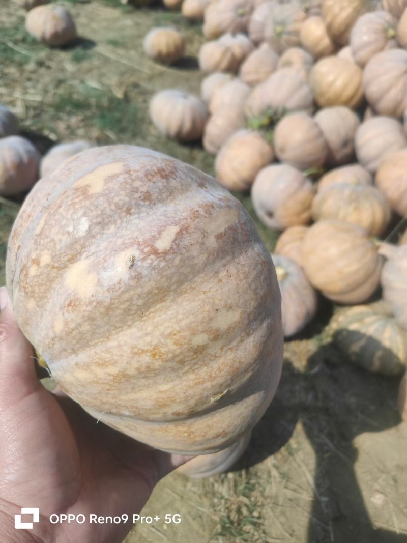 盘龙204南瓜2~4斤量大价格从优
