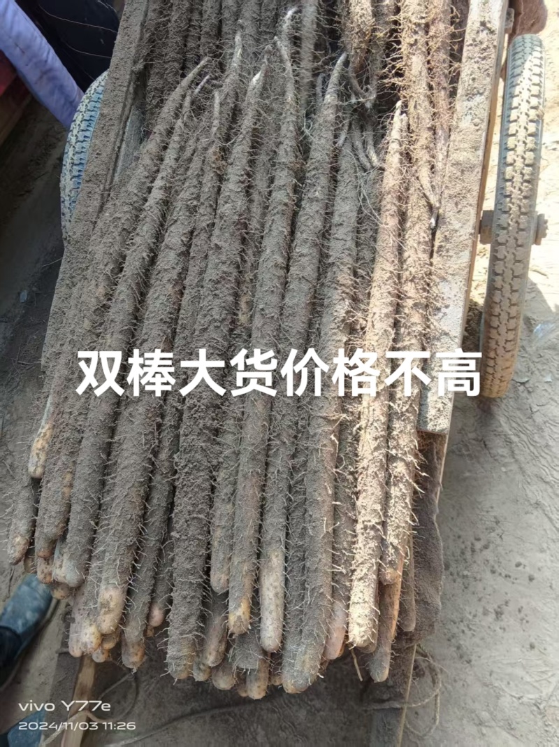 双棒大货