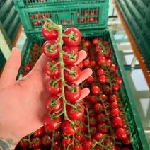 saopolo串收番茄，常年供应，基地直发。