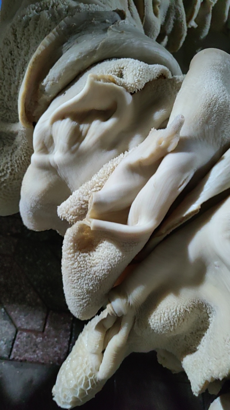 10分熟牛肚左白水煮河北石家庄可按要求定制诚信为本。