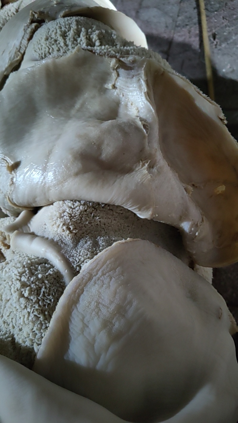 10分熟牛肚左白水煮河北石家庄可按要求定制诚信为本。