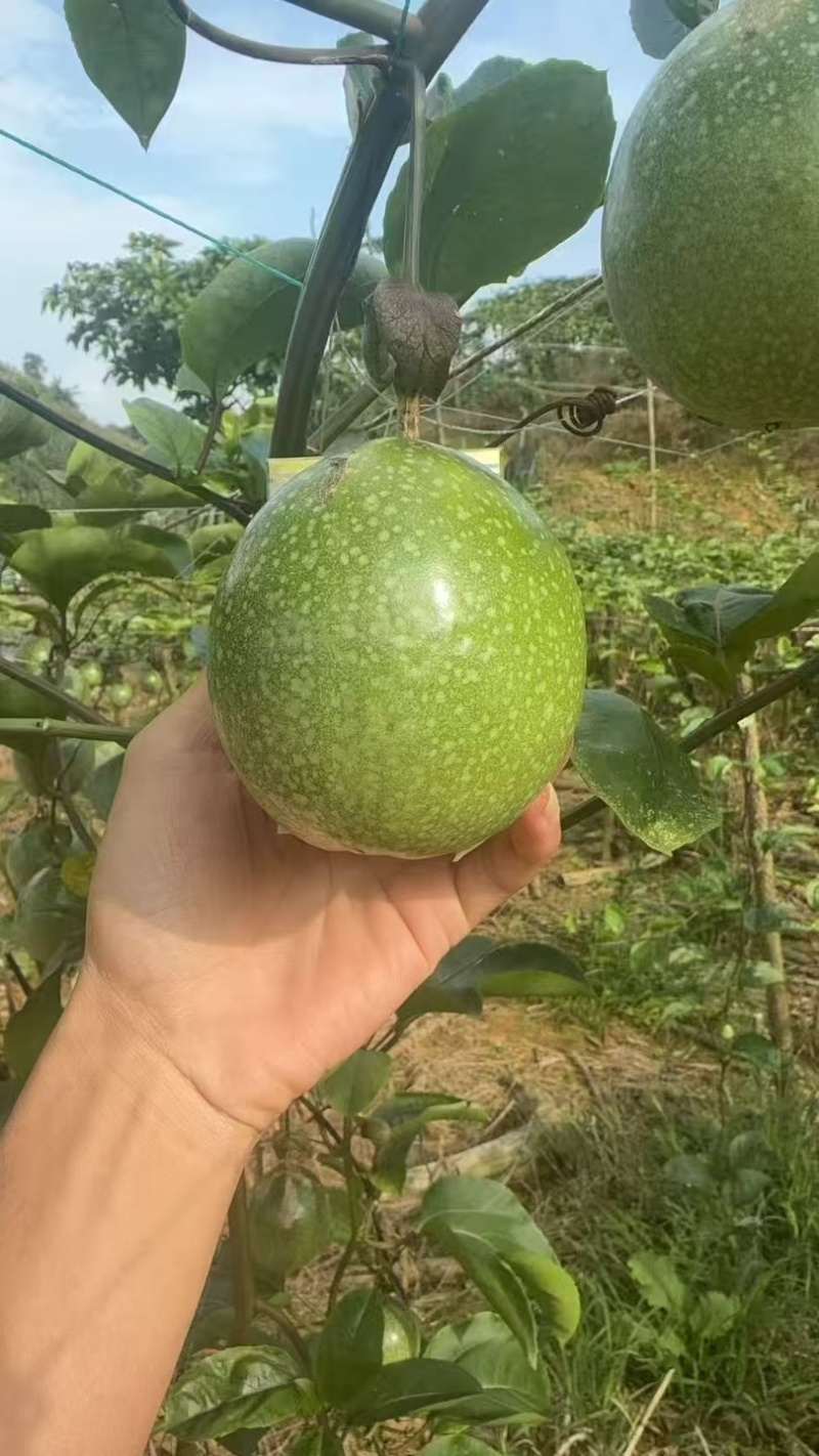 黄金百香果大量有货欢迎洽谈合作，产地直发一手货源
