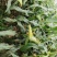 新鲜玉米/甜玉米/水果玉米/山西吕梁文水县基地供货