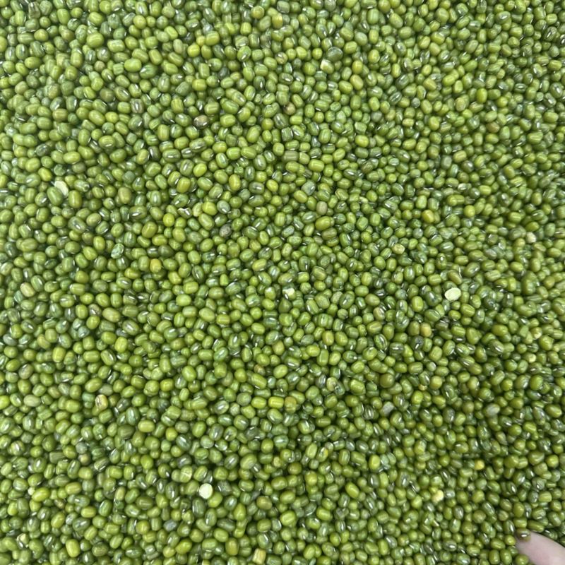 绿豆，明绿豆毛绿豆色泽均匀颗粒饱满粒粒醇香