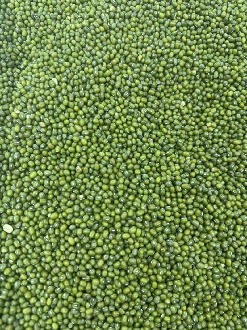 明绿豆，绿豆，毛绿豆色泽均匀颗粒饱满粒粒皆辛苦大量供货
