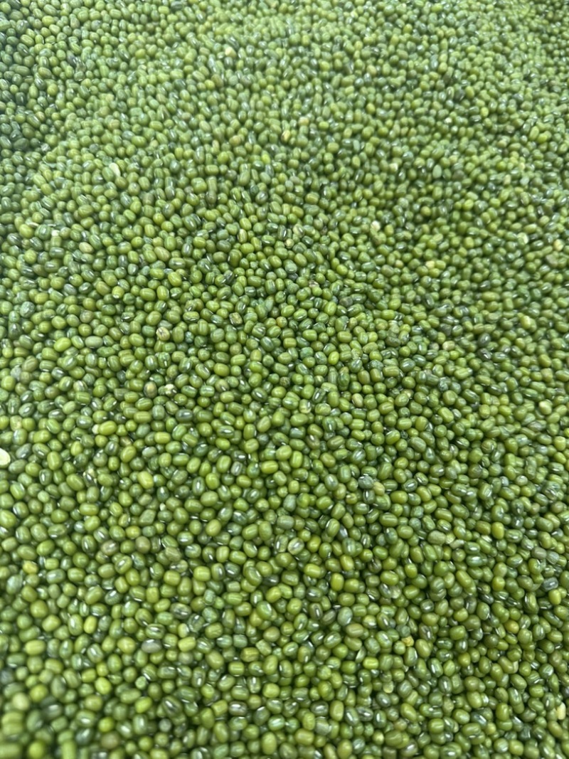 明绿豆，绿豆，毛绿豆色泽均匀颗粒饱满粒粒皆辛苦大量供货