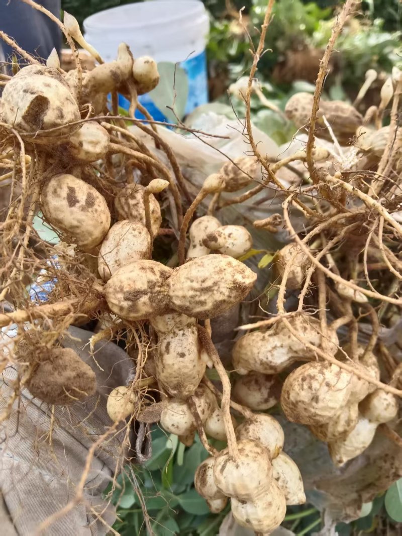 大量出售鲜花生