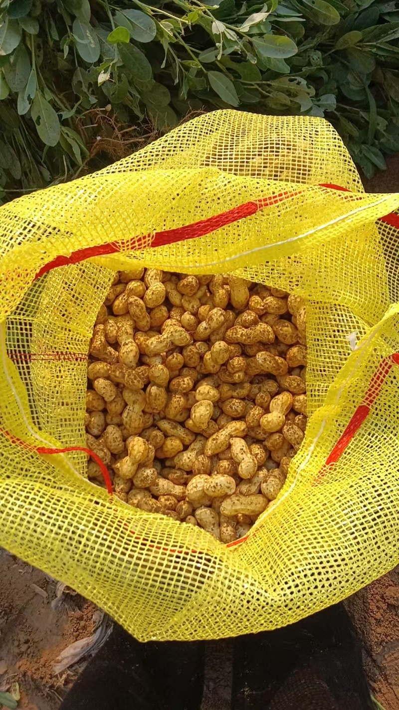 大量出售鲜花生