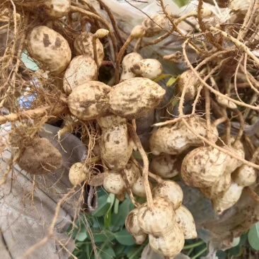 大量出售鲜花生