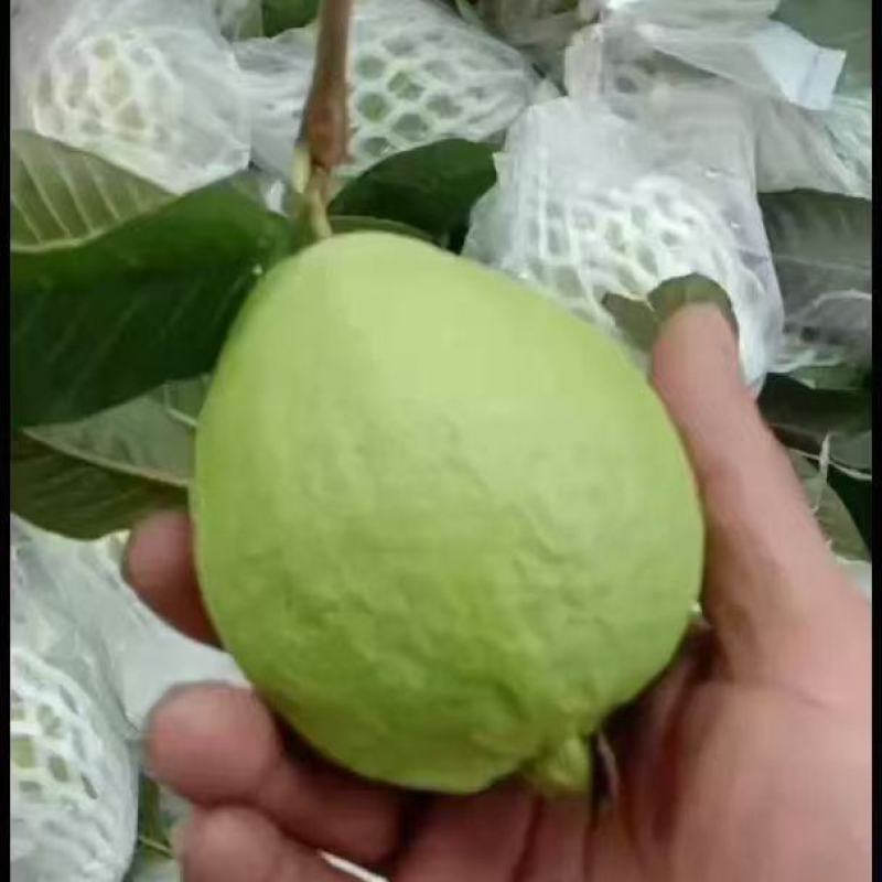番石榴