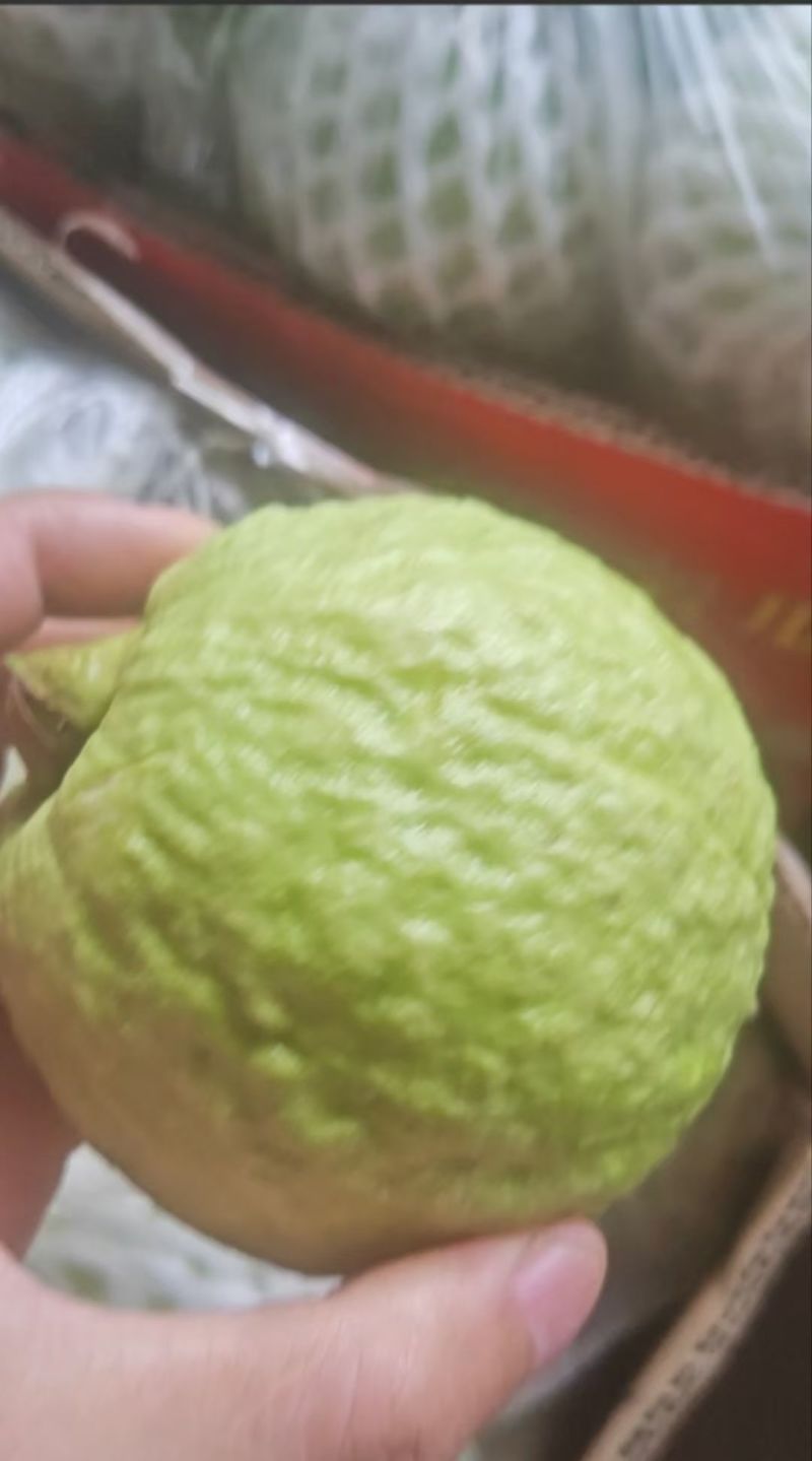 番石榴