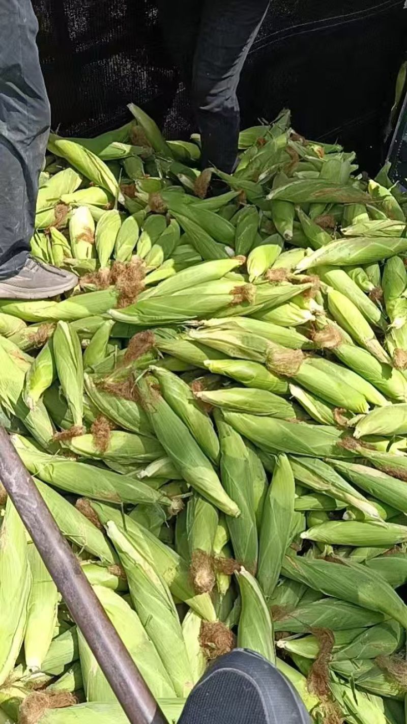 新鲜玉米/白糯玉米山西吕梁文水县万糯2000美玉27甜糯