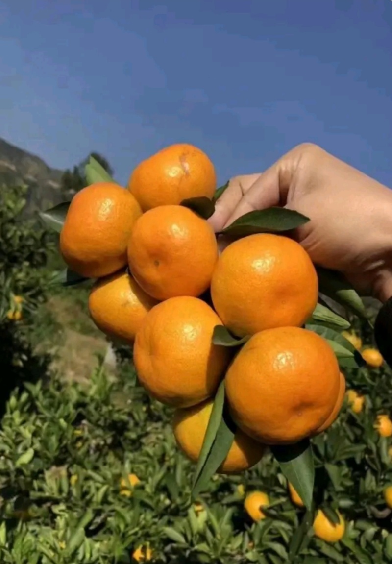 云南特早蜜橘产地直供电商批发商超一手货源坏果包赔