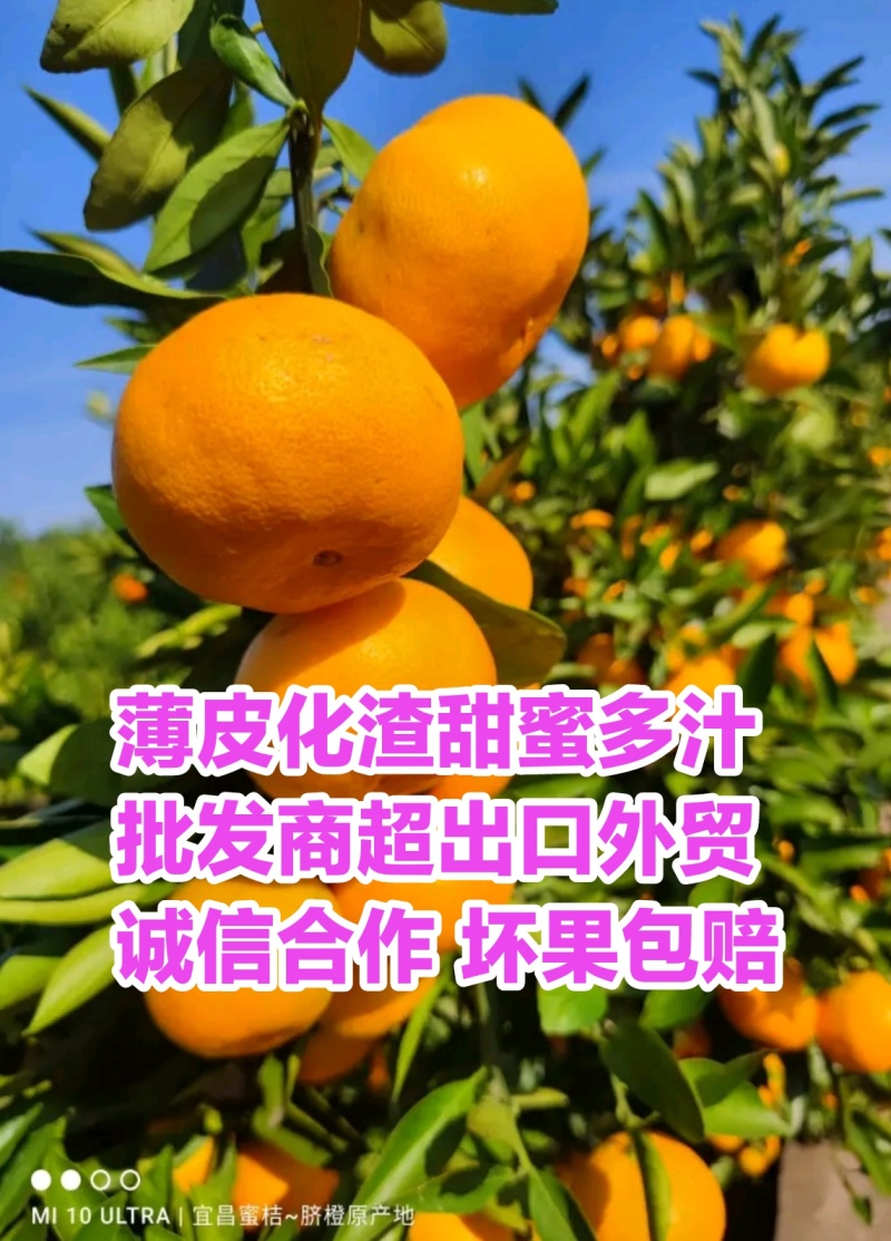 云南特早蜜橘产地直供电商批发商超一手货源坏果包赔