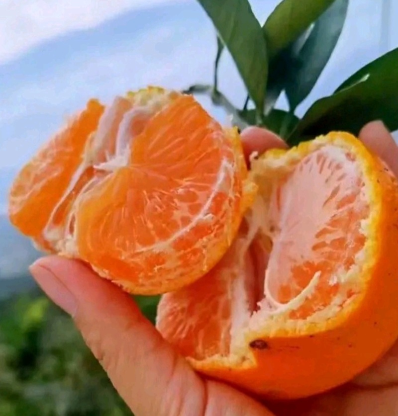 云南特早蜜橘产地直供电商批发商超一手货源坏果包赔