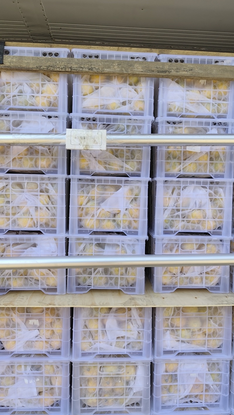 云南特早蜜橘产地直供电商批发商超一手货源坏果包赔