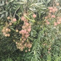 合江荔枝