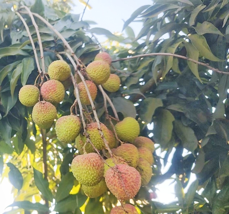 合江荔枝