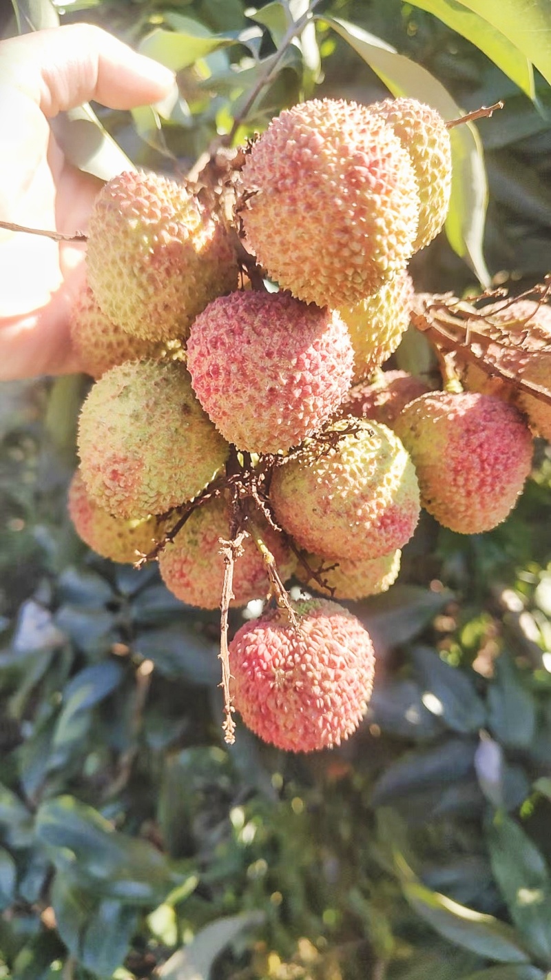合江荔枝