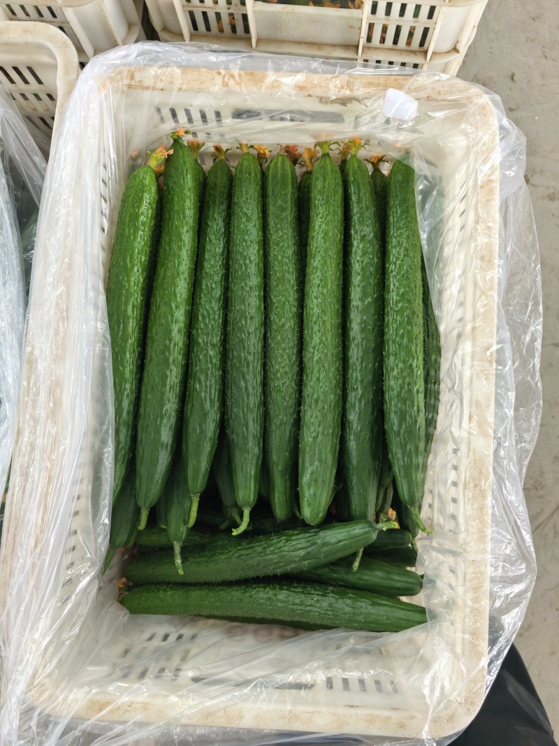 山东黄瓜精品密刺油亮黄瓜现采现发产地直发量大质优