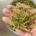云南金银花