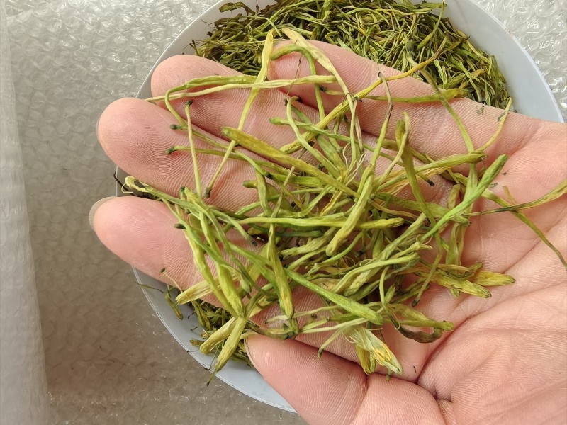 云南金银花