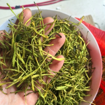 云南金银花