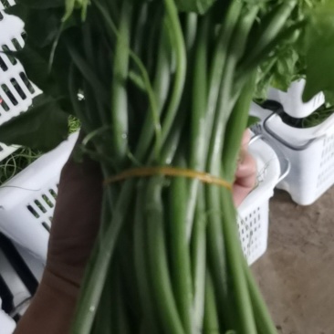 佛手瓜苗