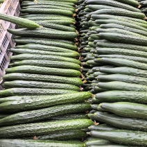 山东黄瓜精品密刺油亮黄瓜现采现发产地直发量大质优