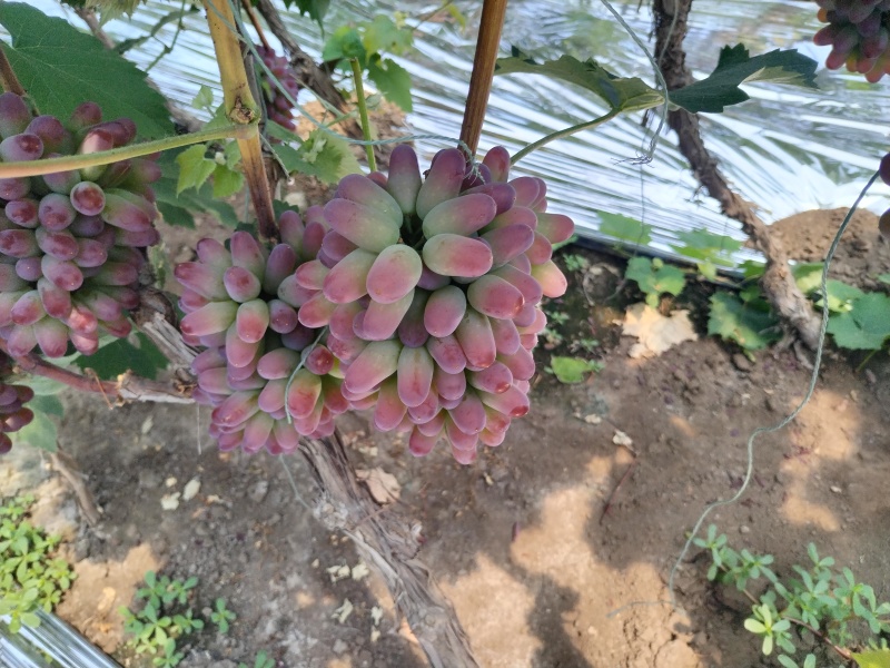 冷棚茉莉香葡萄