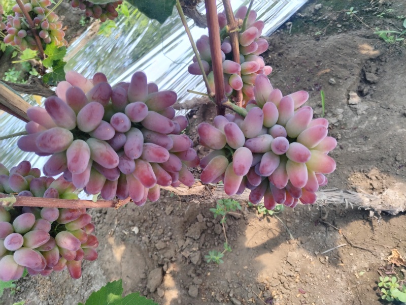 冷棚茉莉香葡萄