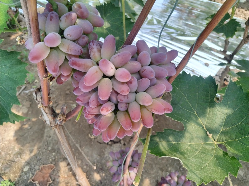 冷棚茉莉香葡萄