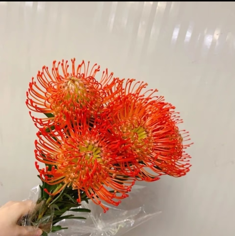 南非针垫袋苗可用于园林工程绿化全国各地可发货