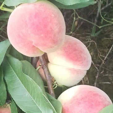 白花桃