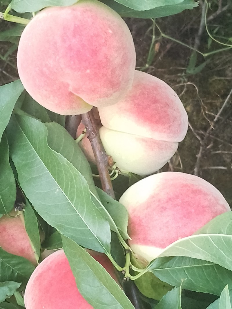 白花桃