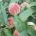 白花桃