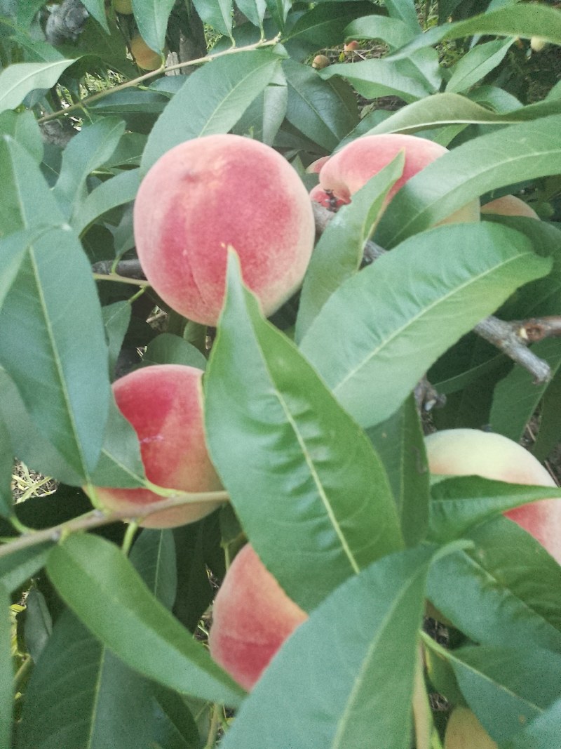 白花桃
