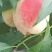 白花桃