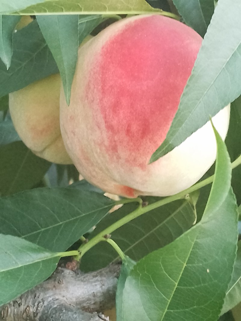 白花桃