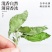 特级薄荷叶精选干薄荷茶叶清凉新鲜可食用花草茶泡水泡茶无硫51
